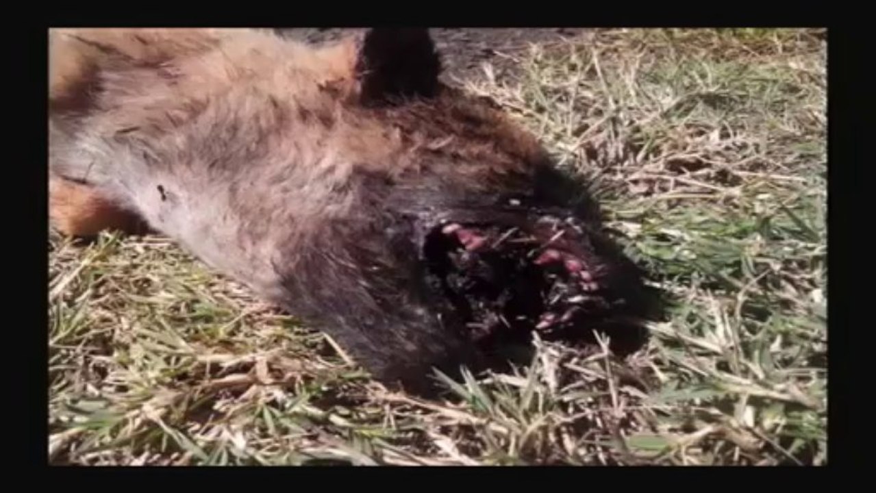 MALTRAITANCE ANIMAUX