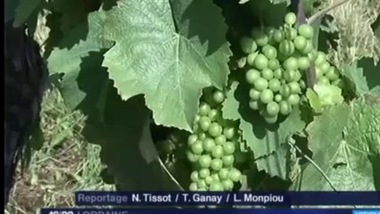 Vins de Toul, du soleil dans le gris