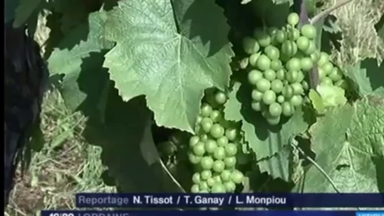 Vins de Toul, du soleil dans le gris