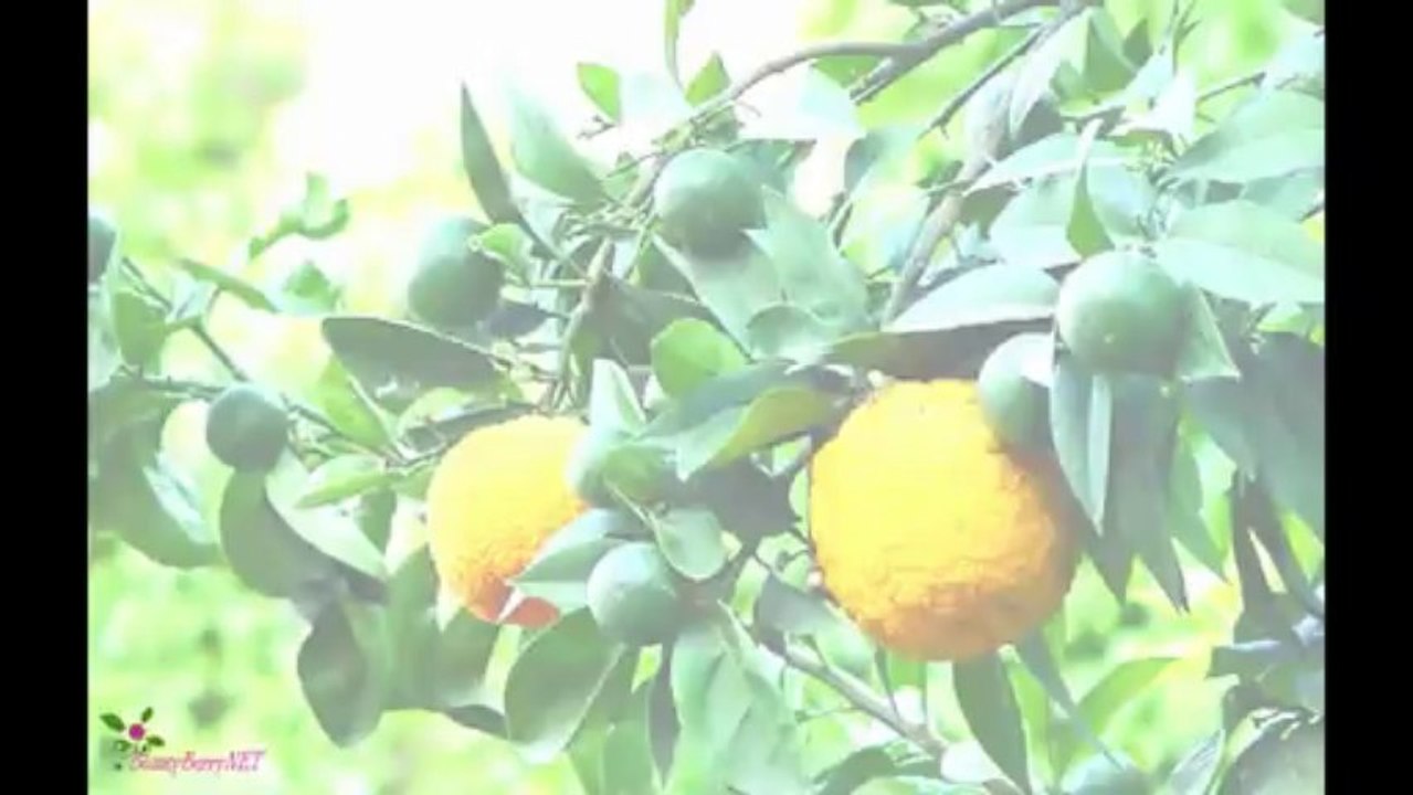 DOLCE & GABBANA The One Άρωμα EDP Σπρέυ