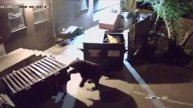 bear steals dumbasts . Un ours vole les poubelles d'un restaurant