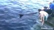 Dusty the dolphin attacks woman!! Doolin (Ireland) favorite animal getting dangerous recently...