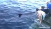 Un dauphin attaque les gens en Irlande!! Dusty le nouveau prédateur des côtes de Doolin...