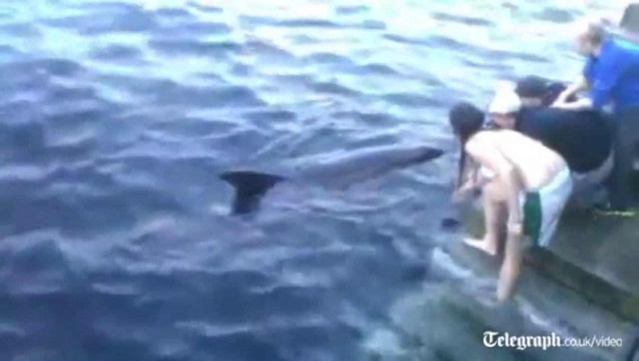 Un dauphin attaque les gens en Irlande!! Dusty le nouveau prédateur des côtes de Doolin...