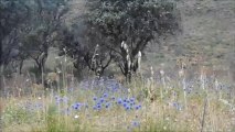 Cigales en Kabylie