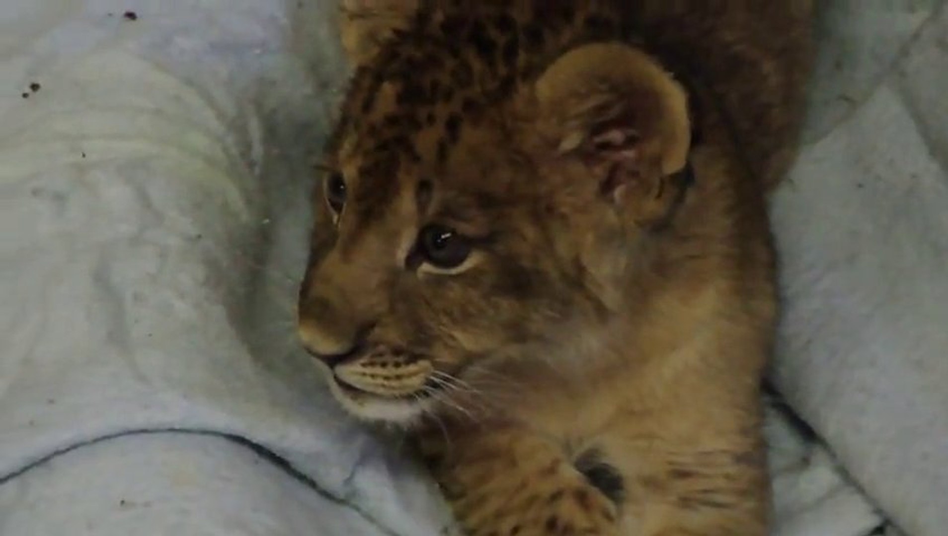 Un Lionceau Pousse Ses Premiers Rugissements Trop Mignon Le Petit Bebe Animal