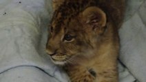 Un lionceau pousse ses premiers rugissements... Trop mignon le petit bébé animal!!!