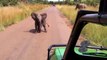 Un bébé éléphant qui charge une Jeep!! Trop mignon le ptit bout!!!