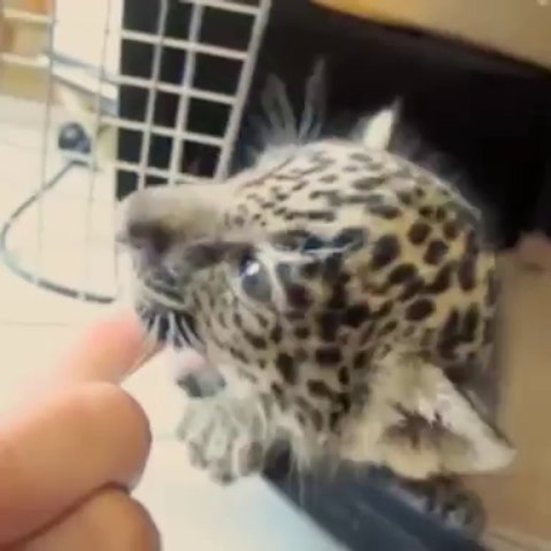 Le Bebe Leopard Trop Mignon Qui Mordille Un Doigt J En Veux Un Video Dailymotion