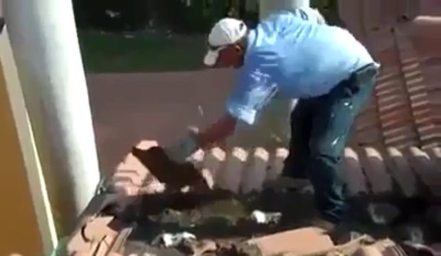 Sous la toiture se cache... un nid de chauves-souris !