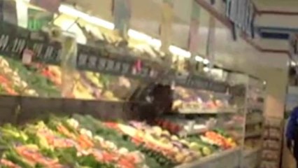 Un ours s'invite dans les rayons d'un magasin !