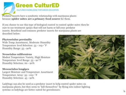 Issues With Spider Mites On Marijuana Plants?