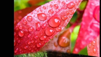 Divine oasis - Michel Pépé