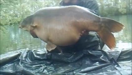 big carp commune de 30.5kg et miroir de 31.5kg