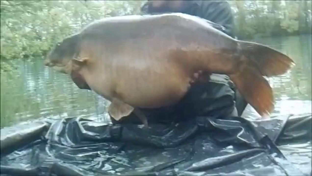 big carp commune de 30.5kg et miroir de 31.5kg