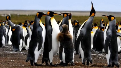 vb-photo : Îles Malouines 2010