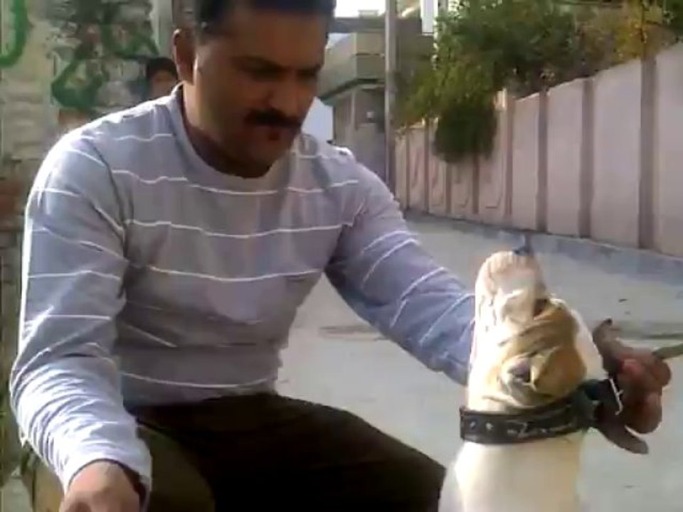 bully kutta pup