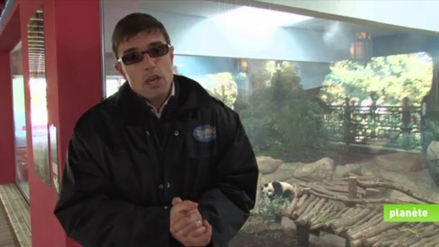 Les pandas, un trésor symbolique des espèces menacées