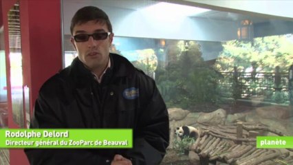 Bébé panda est attendu impatiemment