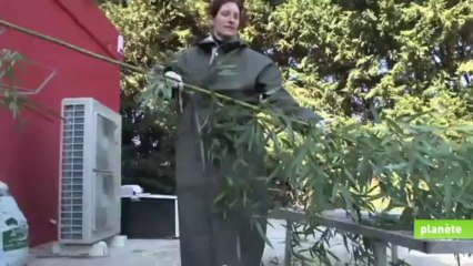 La vie de panda à Beauval