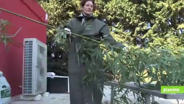 La vie de panda à Beauval