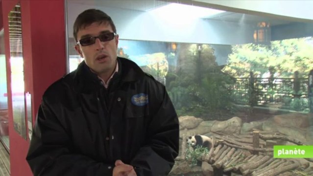 De Chengdu à Beauval, l’aventure de Huan Huan et Yuan Zi