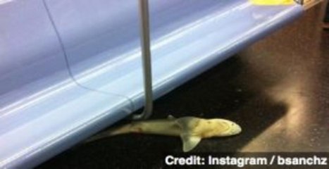 Dead Shark Found in NYC Subway