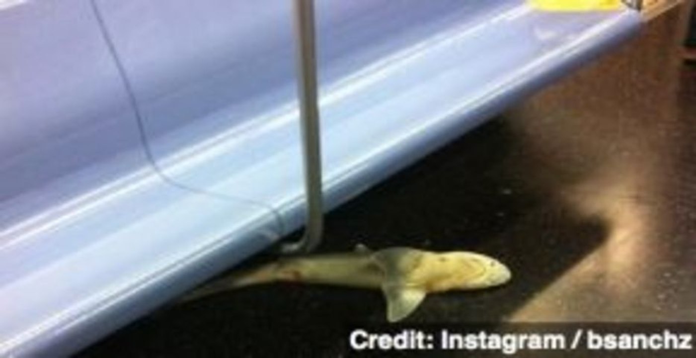 Dead Shark Found in NYC Subway