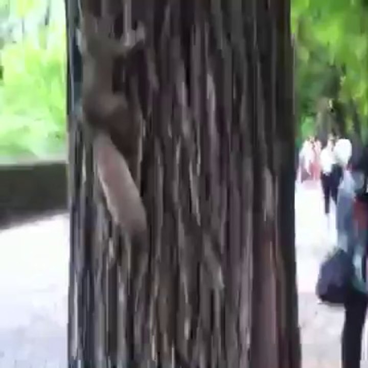 Un écureuil à Central Park