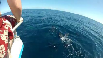 Dauphins mayotte