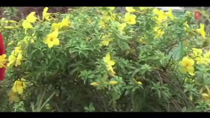 Asa Nahi Vhayan Maale Full Video Song - O Tuni Maay (Ahirani Movie 2013)