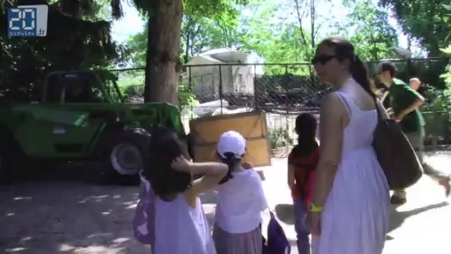 Les tortues de la Ménagerie prennent leurs quartiers d'été