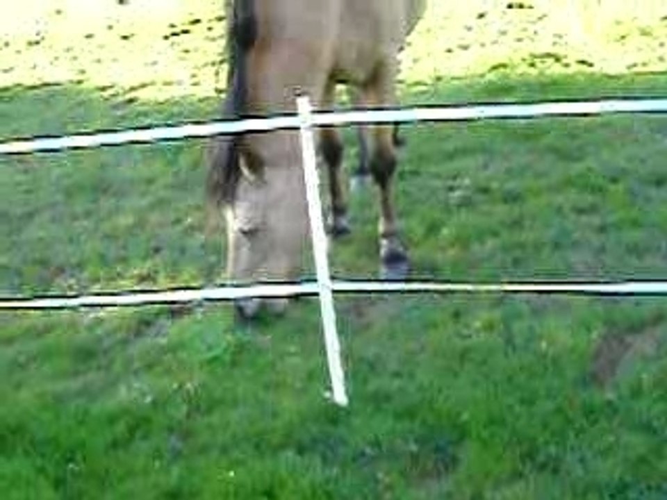 Le chien garde les chevaux