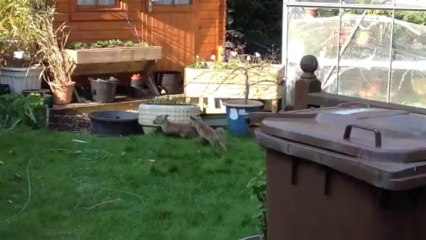 Foxes in the garden - 2