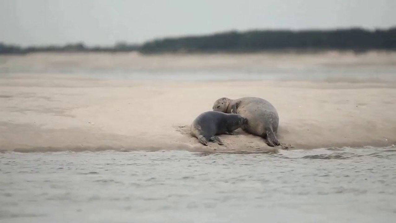 Sortie en pirogue en Baie de Somme à la découverte des phoques