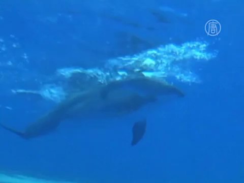 Рождение дельфинёнка сняли на видео