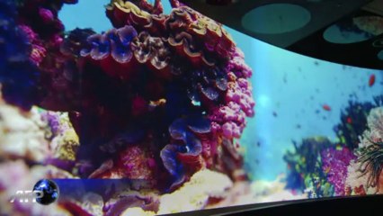 Japon: un musée de la vie sauvage multi-sensoriel à Yokohama