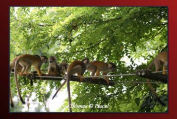 VALLEE DES SINGES