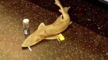 Un requin dans le métro de New York