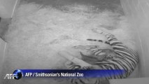 Naissance de deux tigres de Sumatra au zoo de Washington