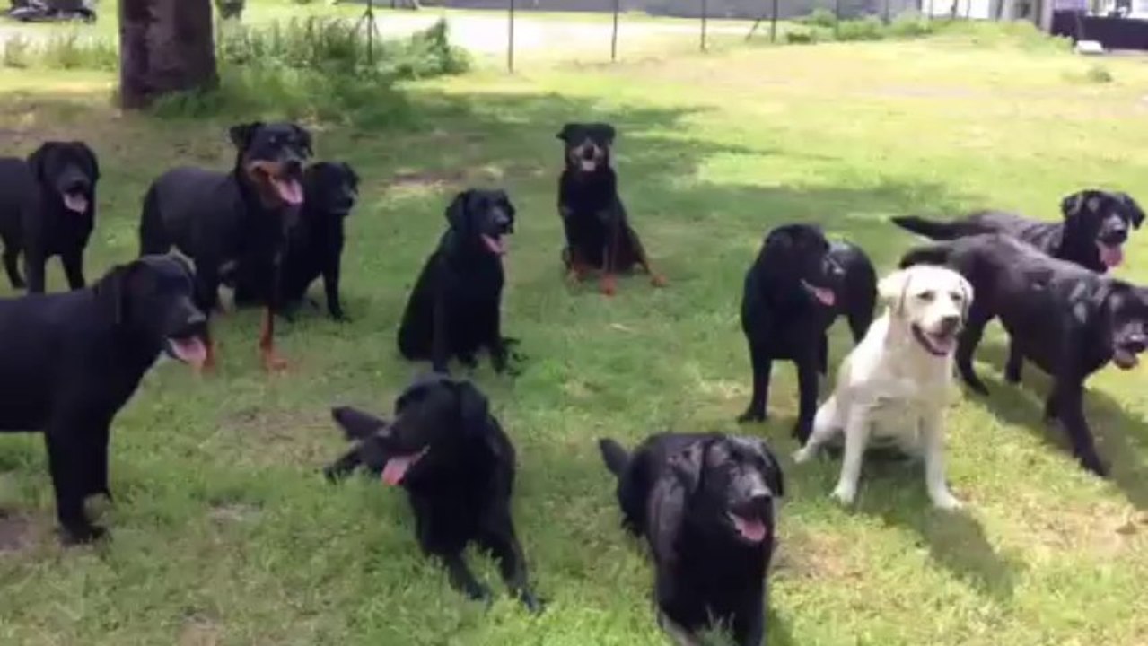 Nos labradors chez Mr Canto Lucky Dog Assistance