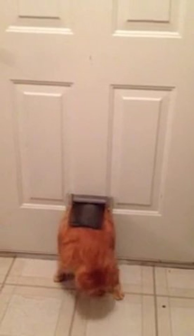 Fat Cat Squeezes Through Small Doggie Door - Vídeo Dailymotion