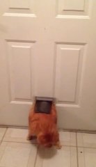 Fat Cat Squeezes Through Small Doggie Door