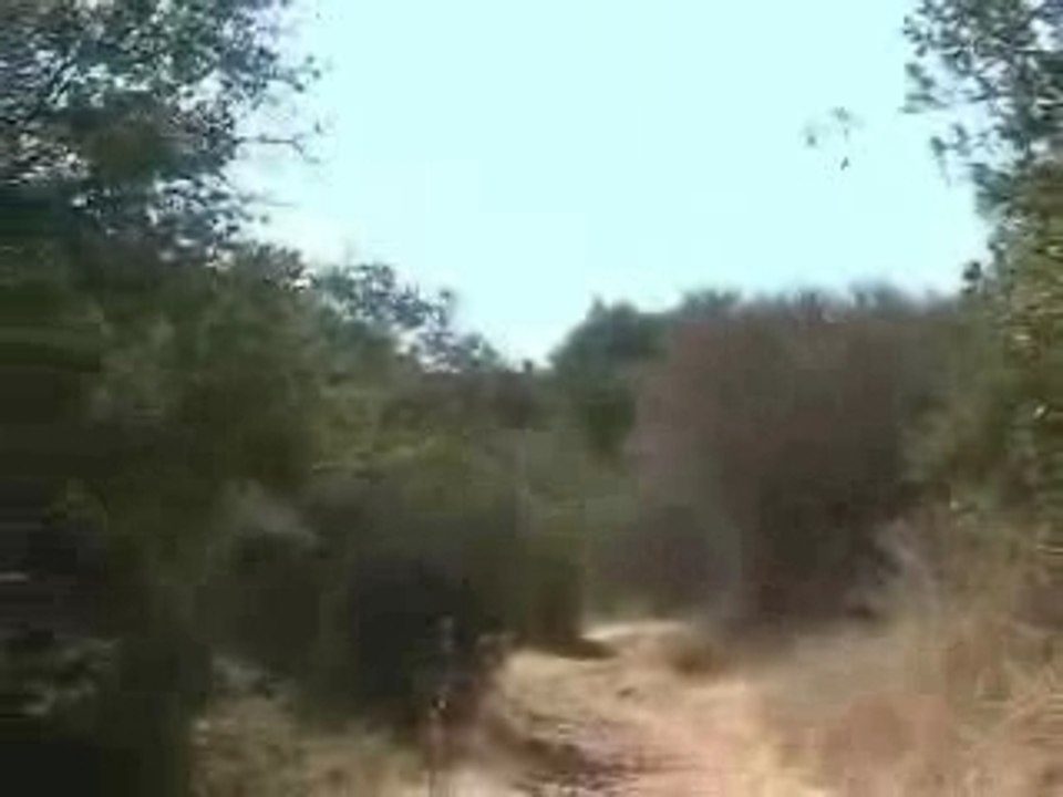 Coyotee