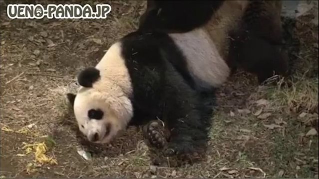 Accouplement de deux pandas géants du zoo de Tokyo - le 11/03/13
