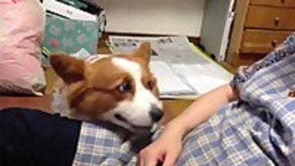 Adorable Corgi Wants More Petting