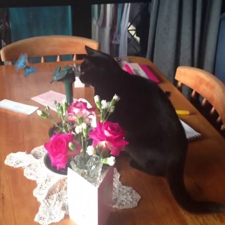 This is our dipstick cat chasing a plastic butterfly