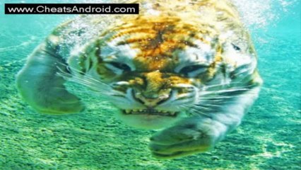 Top Eleven Football Manager Facebook Hack 2013 Download Cheat !!