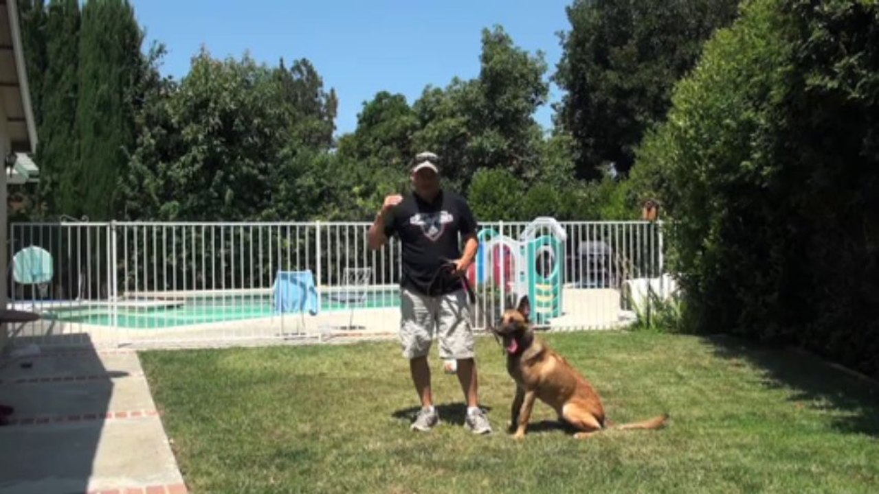 Training the Sit Stay with Distractions