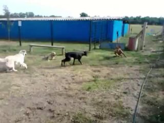 Kutyapanzio 17. kerulet